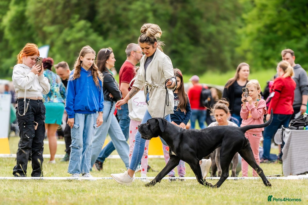 Cane Corso dogs for sale: Purebred Cane Corso  - Advert 10
