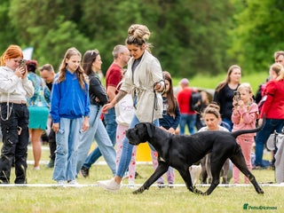 Cane Corso dogs Purebred Cane Corso - Advert 2