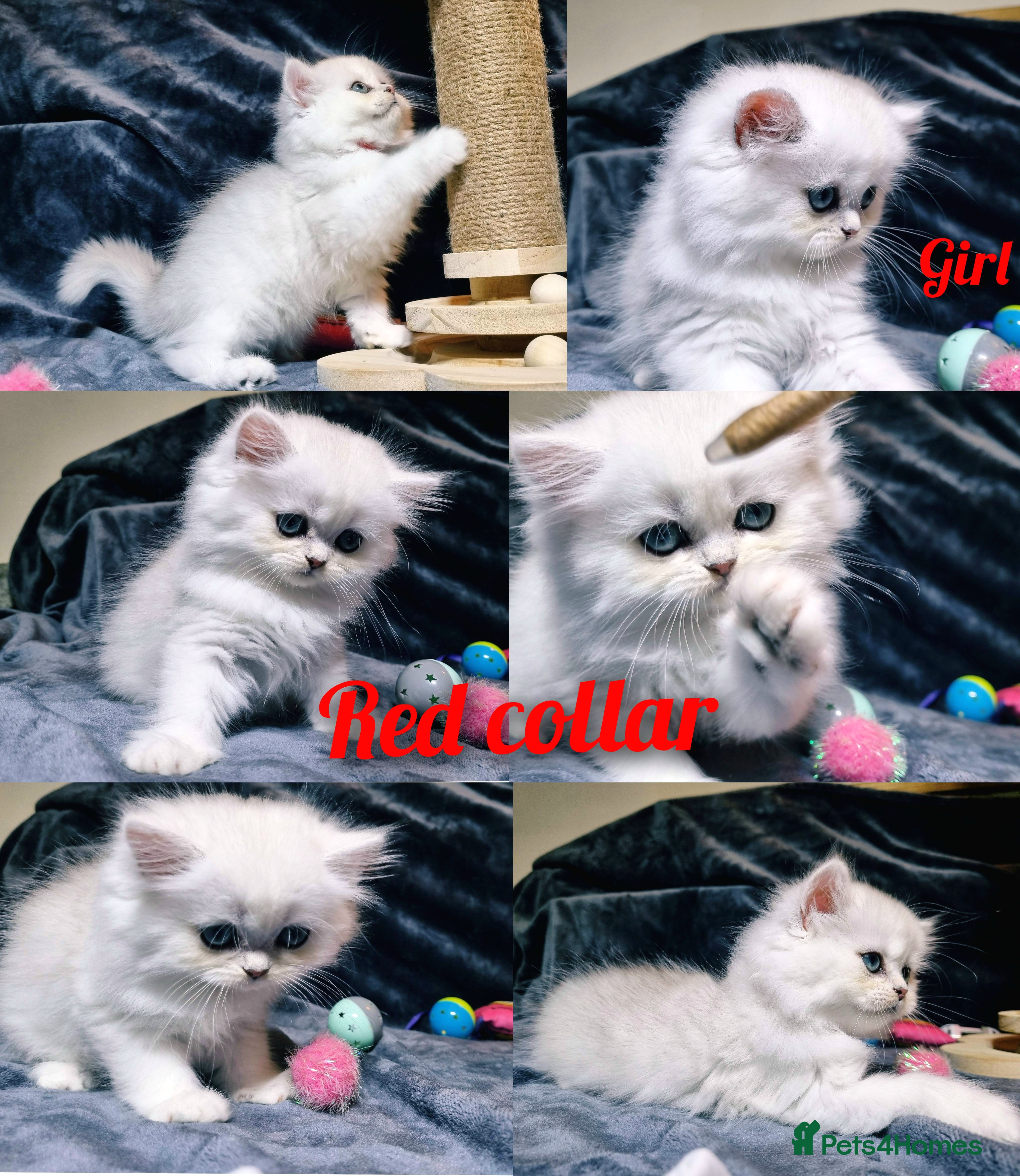 British Longhair cats Black silver shaded kitten - Advert 1