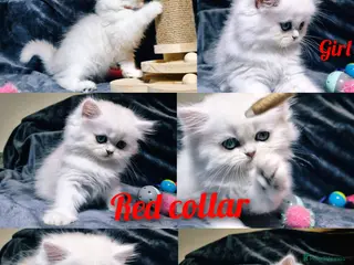 British Longhair cats BHL Silver Tipped ns12 KITEN - Advert 8