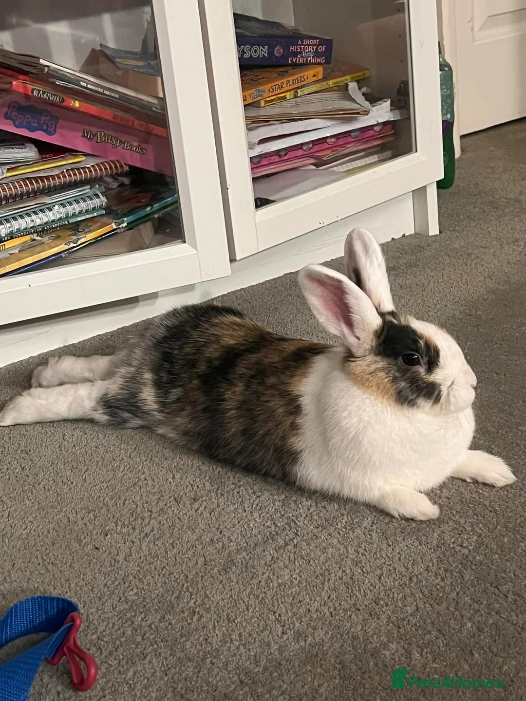 Tri Coloured Dutch rabbits for sale: Sweet Dutchy girl!  in Bromley - Advert 2