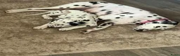 Dalmatian dogs for sale:  KC REGISTERED DALMATIAN PUPS  - Advert 9