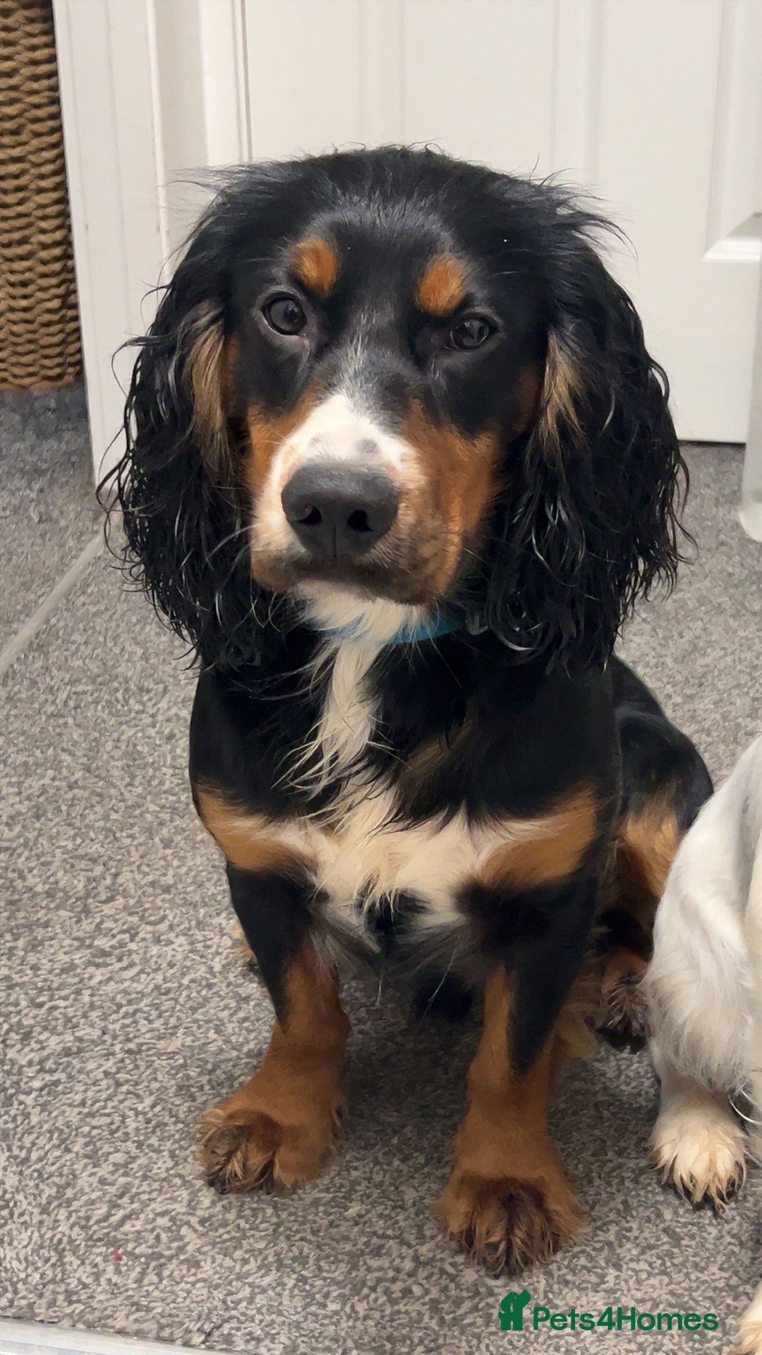 Cocker Spaniel dogs for sale: Looking for an active home  - Advert 2