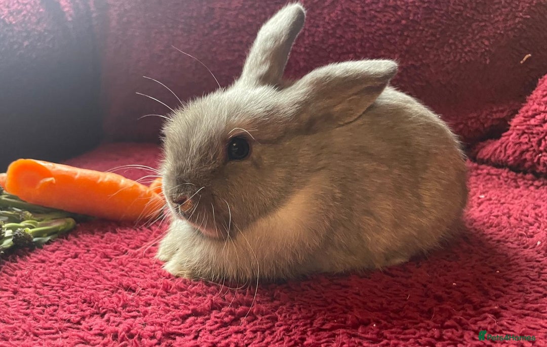 Mixed Breed rabbits for sale: Minilop, lionhead and mixed breed baby rabbits. - Image 11