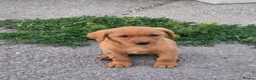 Labrador Retriever dogs for sale: Fox red labrador puppies in Reading - Advert 4