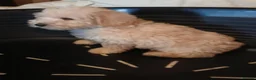 Cavapoo dogs for sale: Cavapoo F1b puppies  - Advert 11