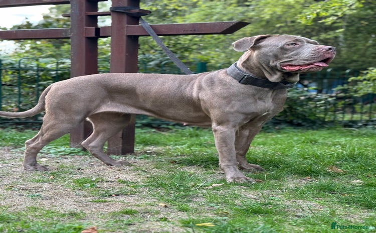 Cane Corso dogs - Advert 1