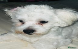 Maltese dogs for sale: 🐶Bichon Maltese for Sale–11 Months Old🐶 - Image 3
