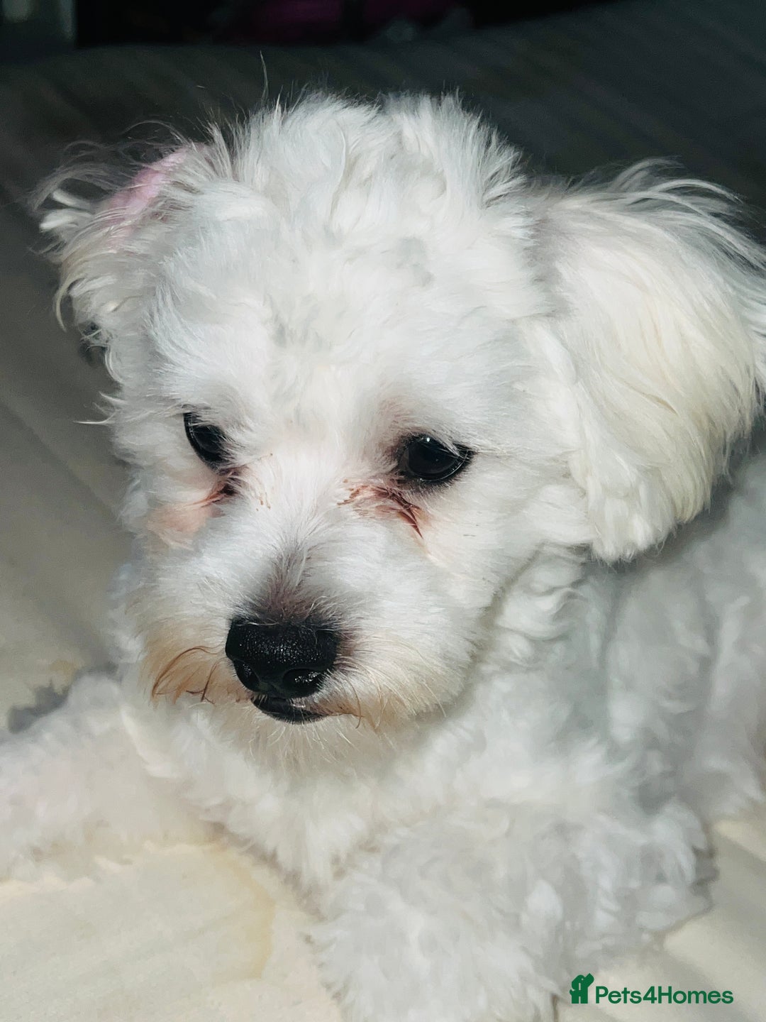 Maltese dogs for sale: 🐶Bichon Maltese for Sale–11 Months Old🐶 - Image 3