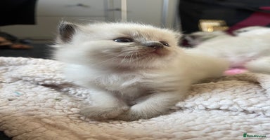 Ragdoll cats - Advert 11