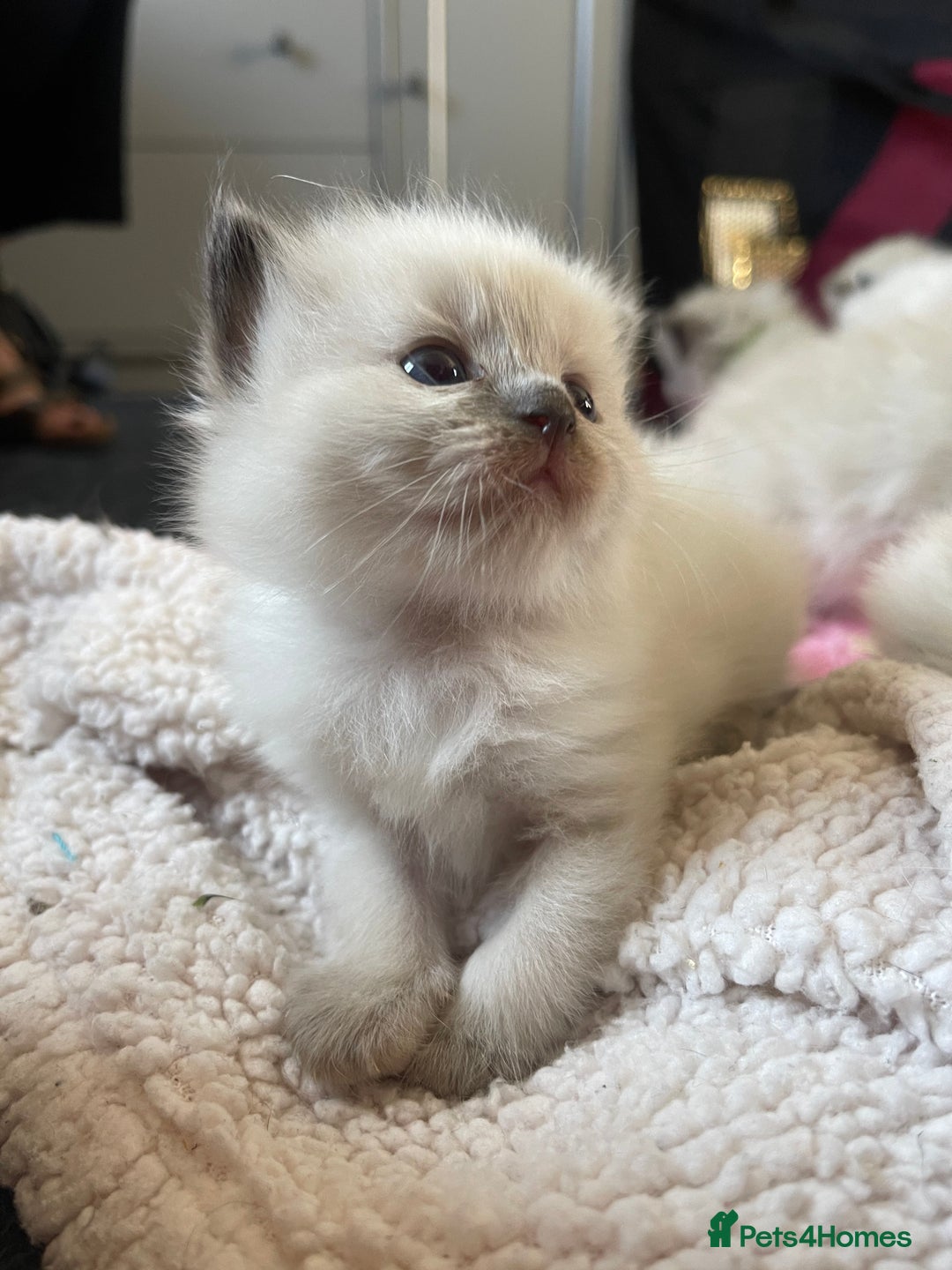 Ragdoll cats for sale: ✨Ragdoll Kittens Available – European Lines ✨ - Image 3