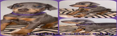 Dobermann 9