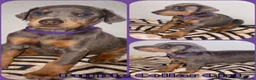 Dobermann dogs for sale: Stunning Dobermann Puppies  - Advert 7
