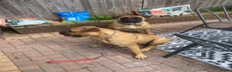 Bullmastiff dogs for sale: Bullmastiff female in Colwyn Bay - Advert 2