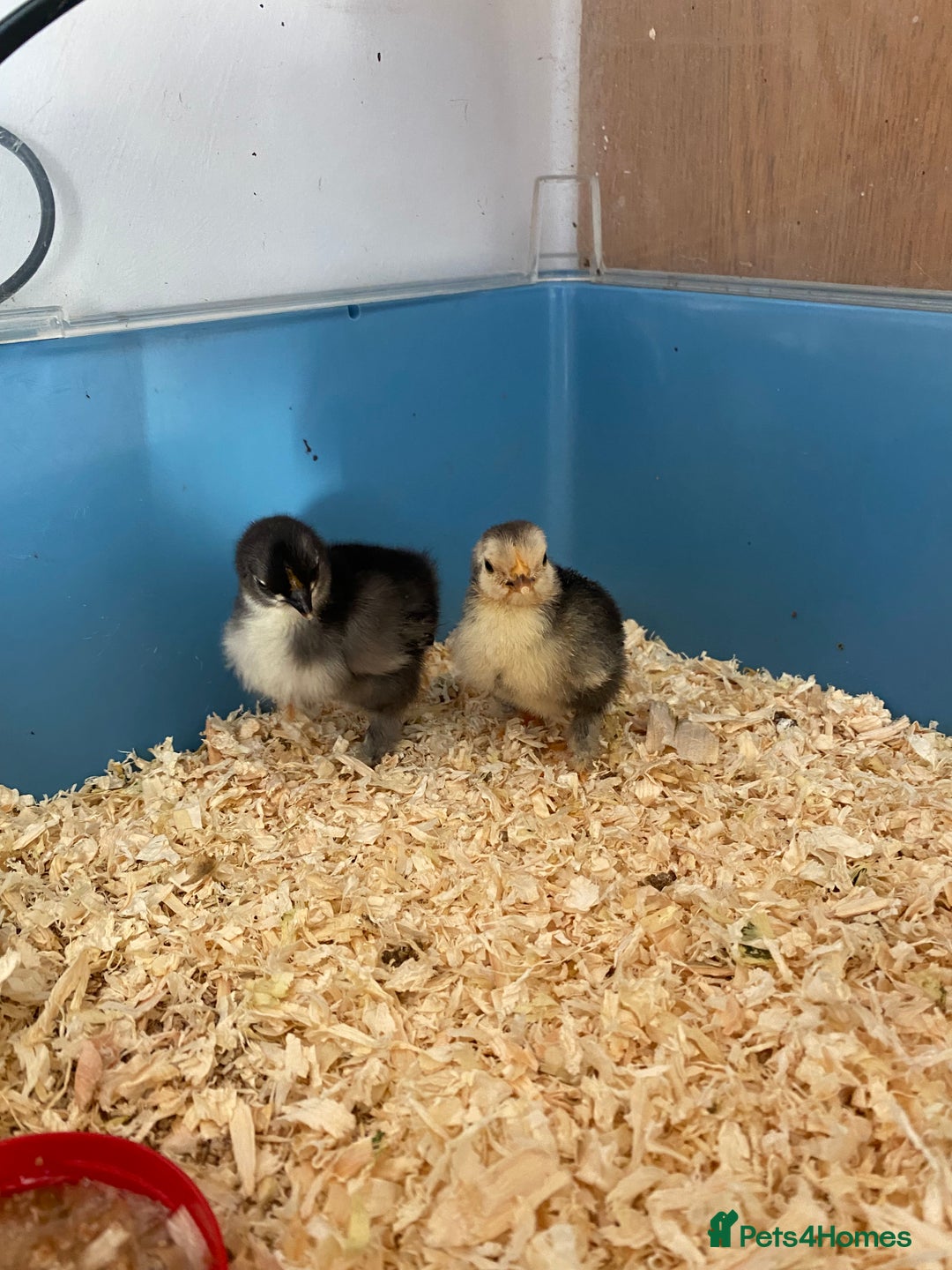 Chickens poultry for sale: Last 2 Pekin chicks £15 for both  - Advert 1