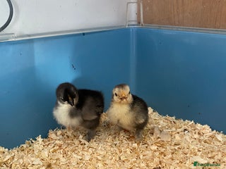 Chickens poultry Last 2 Pekin chicks £15 for both - Advert 1
