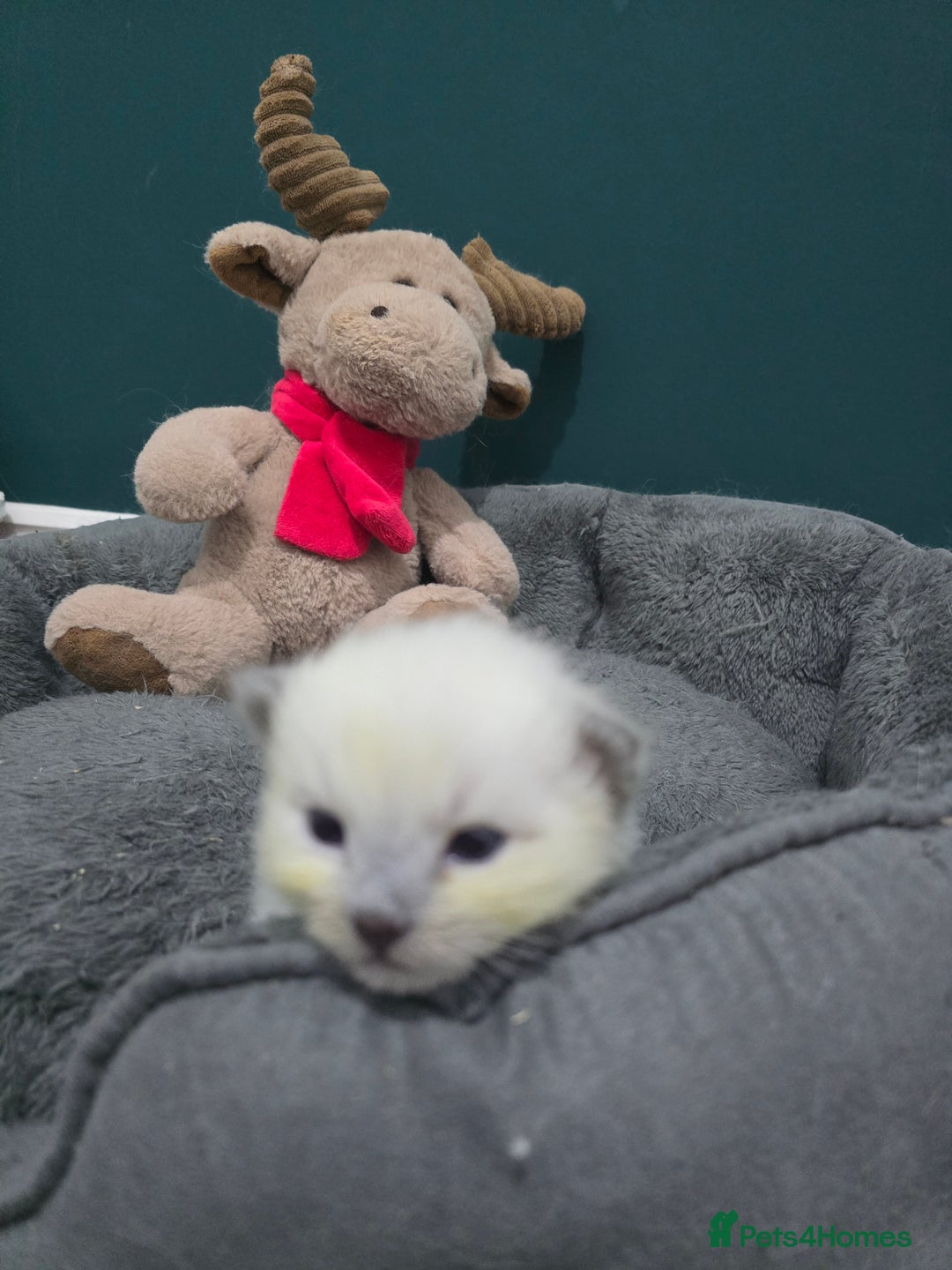 Ragdoll cats for sale: 💙 BLUEPOINT RAGDOLL BOY FOR SALE 💙 - Image 26