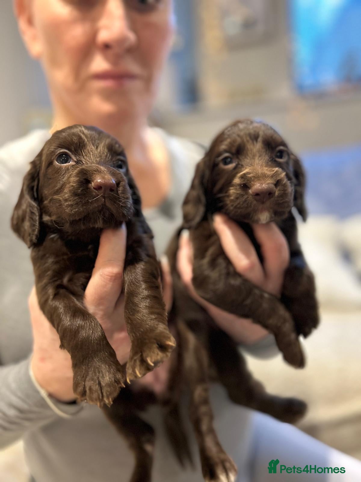 Cocker Spaniel dogs Working cocker spaniel puppies  - Advert 1