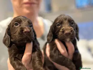 Cocker Spaniel dogs Working cocker spaniel puppies - Advert 1