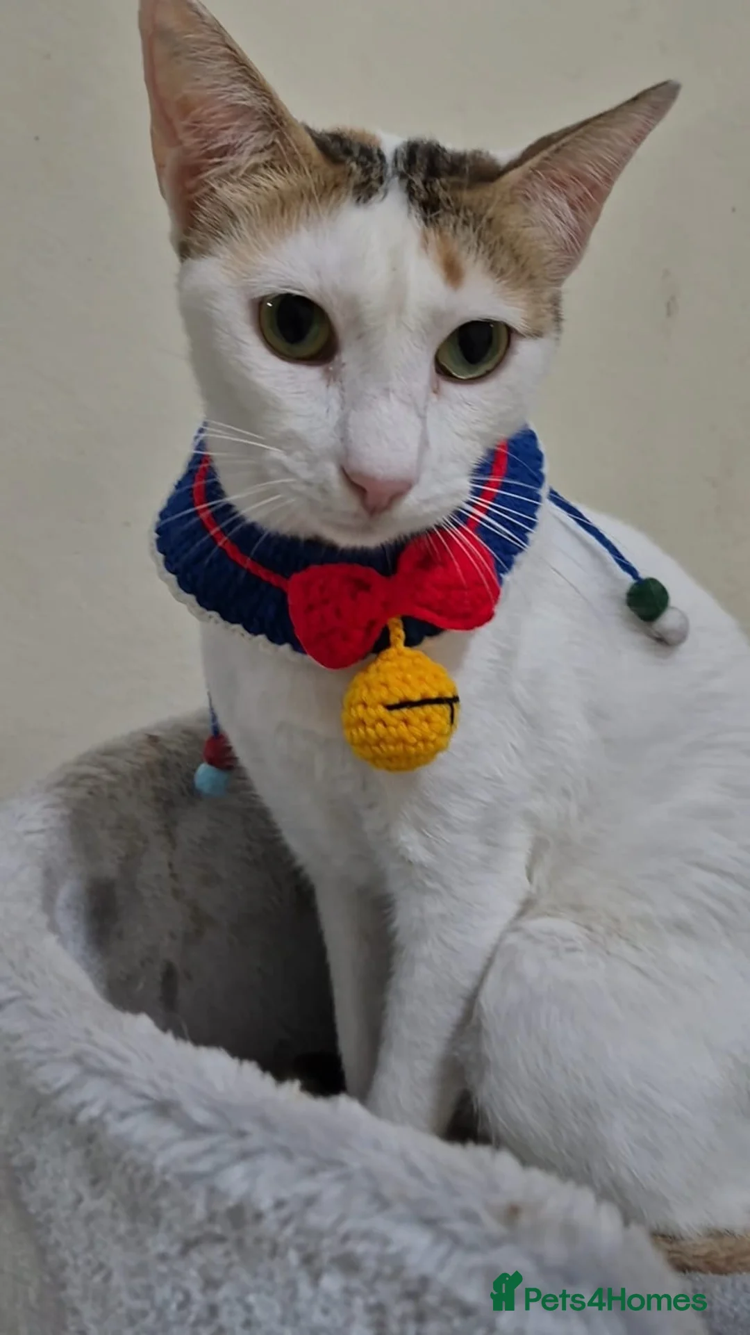 Arabian Mau cats for adoption: Miachita - Advert 2