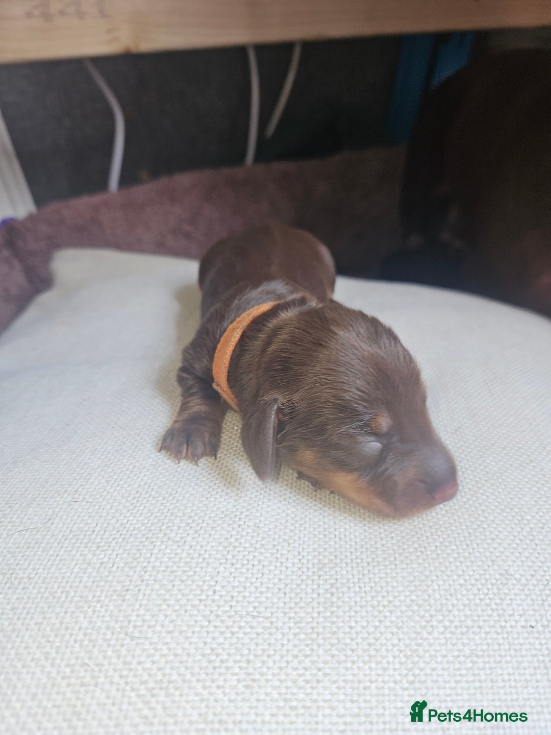 Dachshund dogs for sale: 3/4 Dachsunds  - Image 10