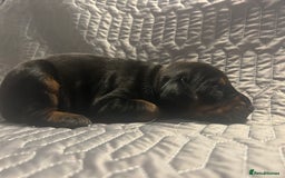 Dobermann dogs for sale: European Dobermans Ready in 2 weeks - Image 3