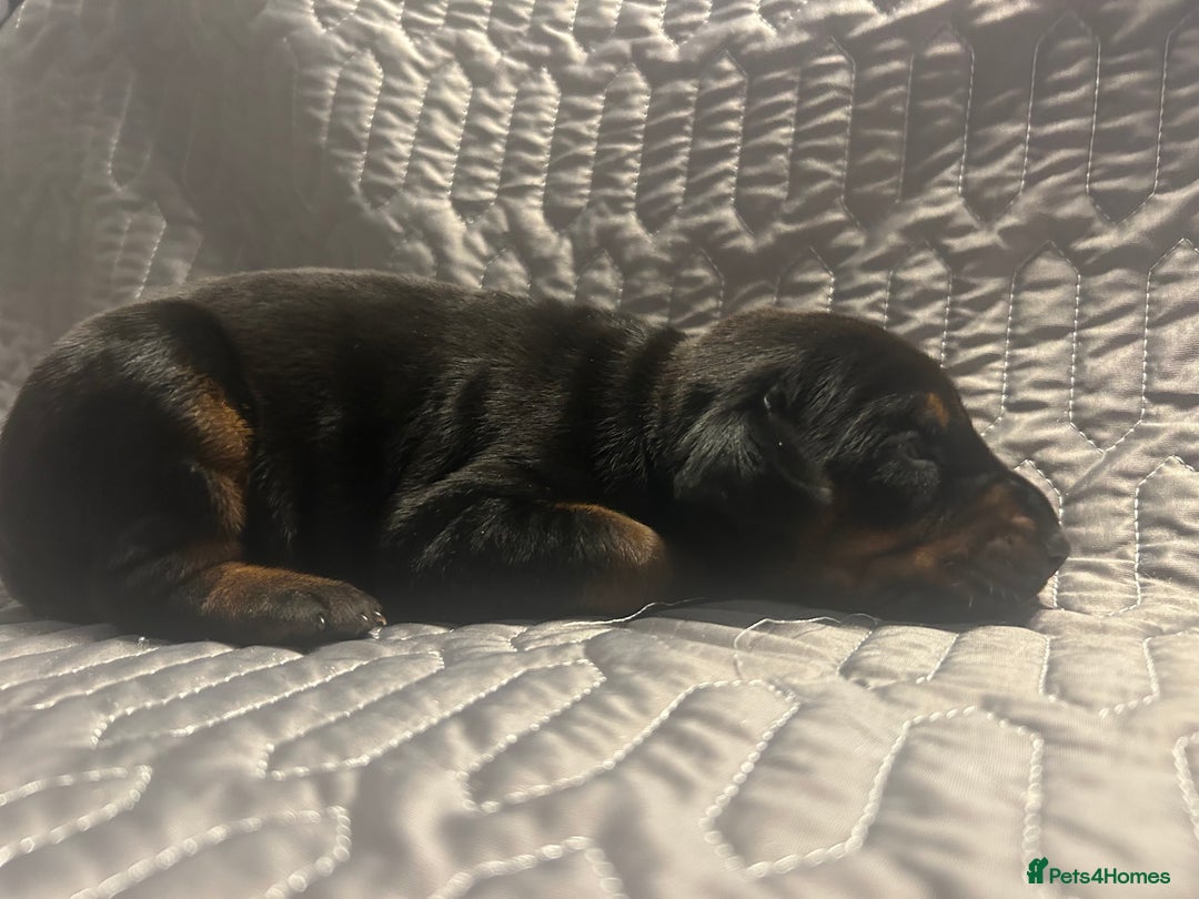 Dobermann dogs for sale: European Dobermans Ready in 2 weeks - Image 3