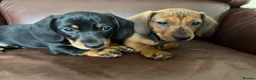 Miniature Dachshund dogs for sale: Beautiful kc reg short haired dachshunds  - Advert 5