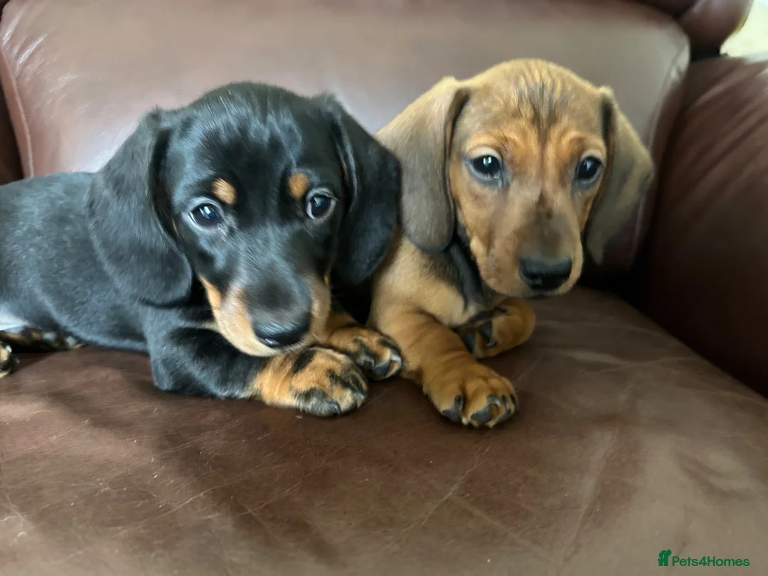 Miniature Dachshund dogs for sale: Beautiful kc reg short haired dachshunds  - Advert 5