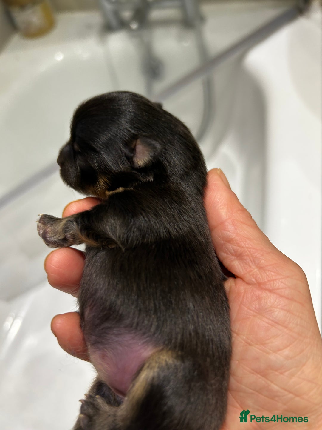 Pomeranian dogs for stud: STUD POMERANIAN - Advert 5