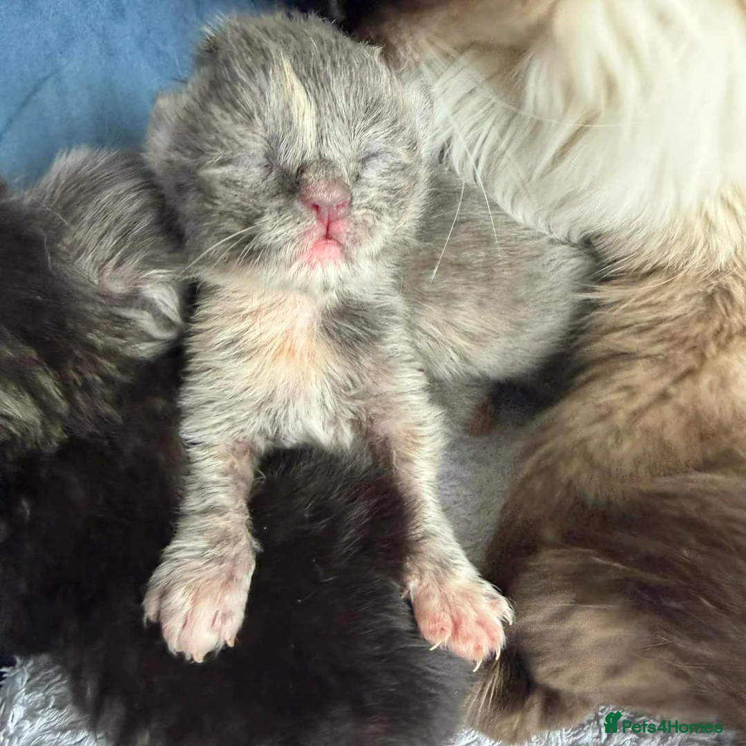 Ragcoon cats for sale: Rare Ragacoon Ragdoll x Maine Coon Cross  - Advert 1