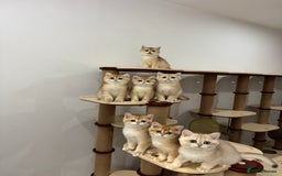 British Shorthair cats for sale: British Shorthair Golden kittens    - Image 33
