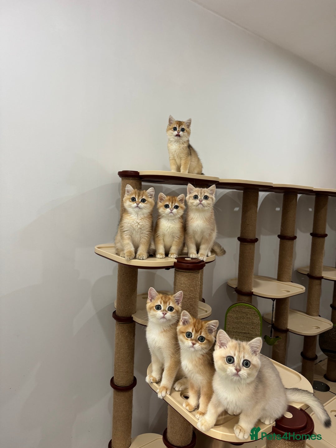 British Shorthair cats for sale: British Shorthair Golden kittens    - Image 33