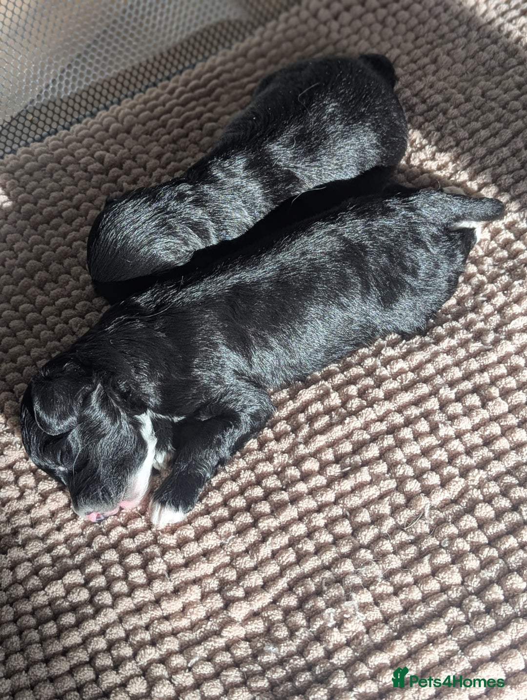 Maltipoo dogs for sale: Maltipoo  - Image 11