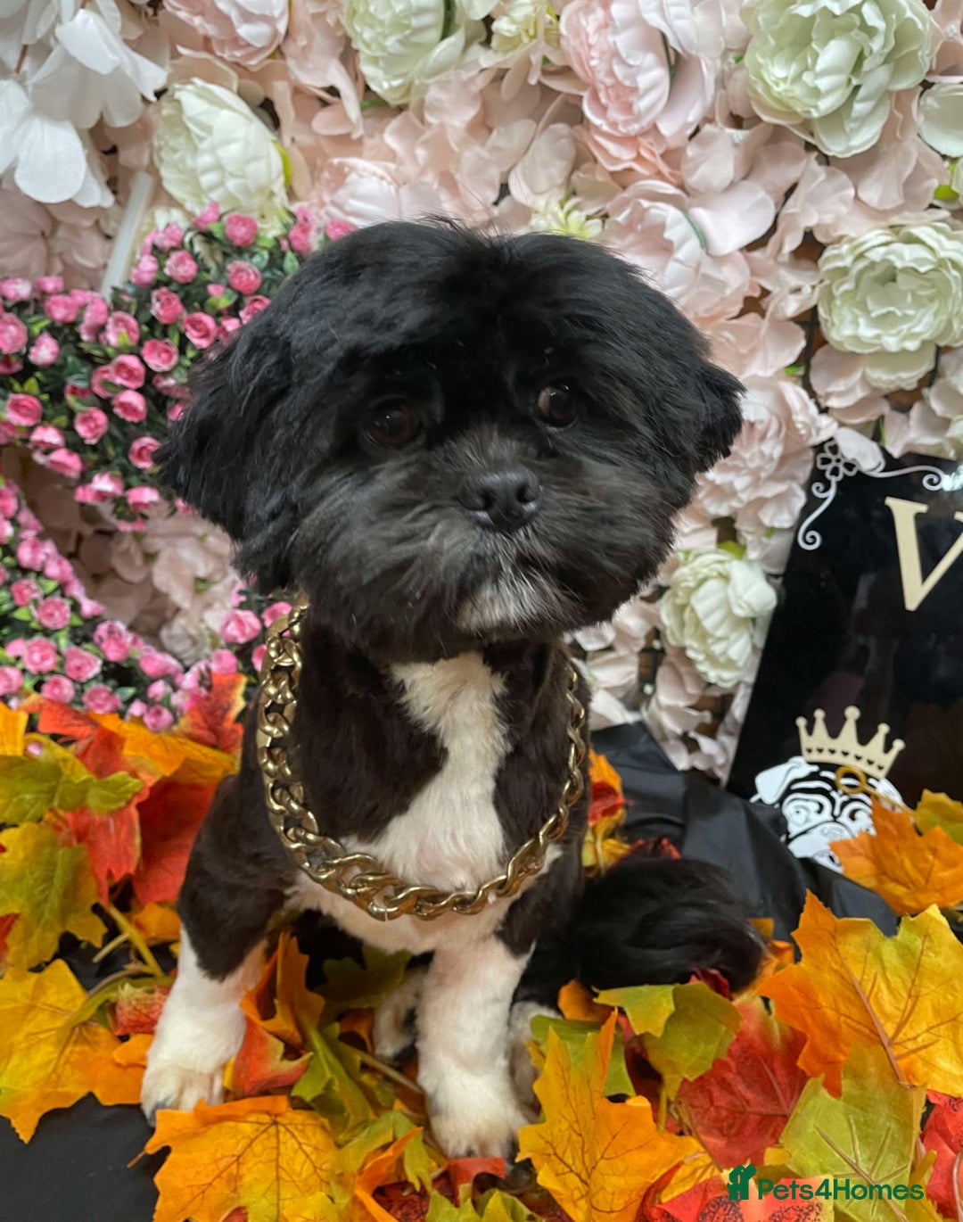 Lhasa Apso dogs for sale: Beautiful Lhasa Apso  - Image 25