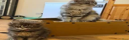 Maine Coon cats for sale: TICCA Registered MaineCoon Kittens (Pet Only)  - Advert 4
