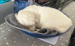 Golden Retriever dogs for sale: Beautiful KC Registered Golden Retriever Puppies - Image 11