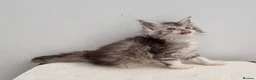 Maine Coon cats for sale: Registered Pedigree Maine Coon Kittens for sale  - Advert 25