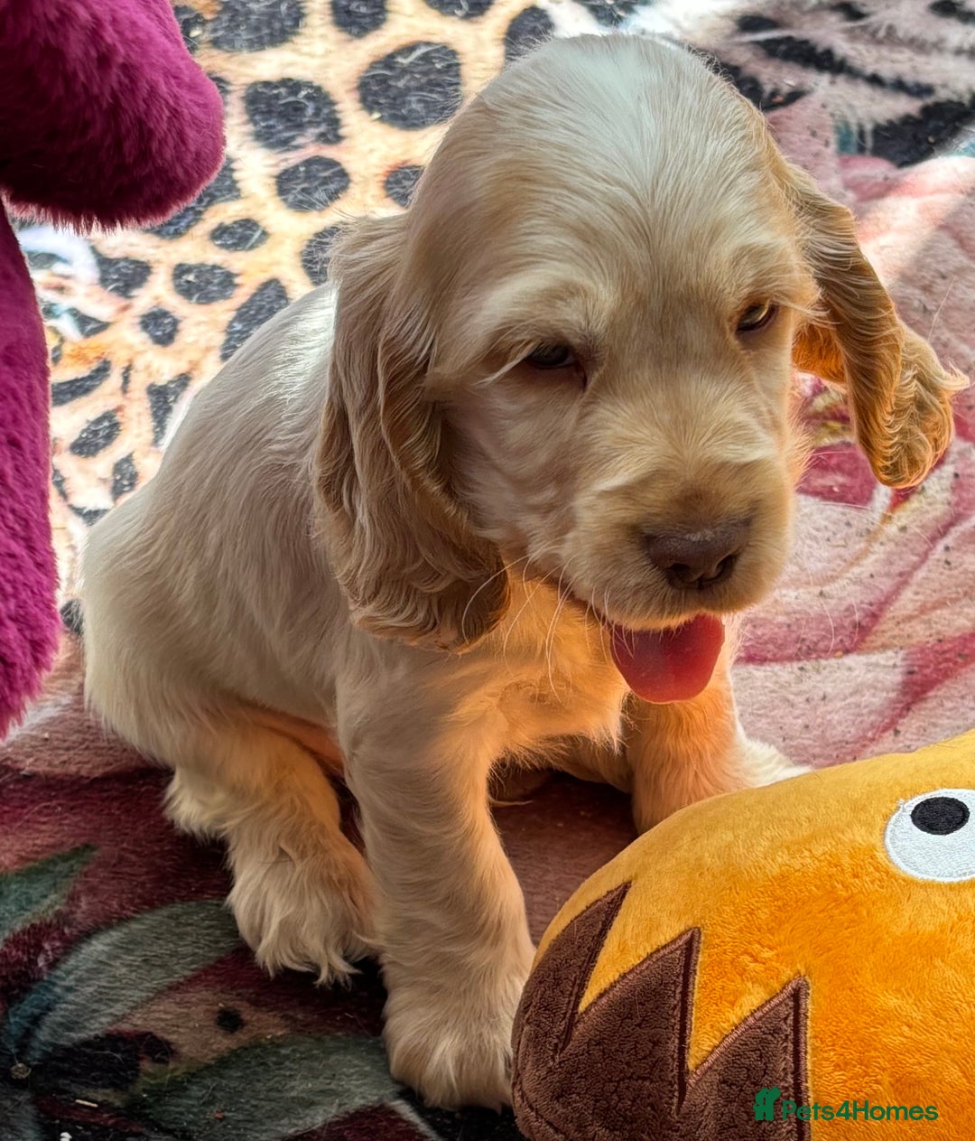 Cocker Spaniel dogs for sale: Outstanding show cocker pups - Image 32