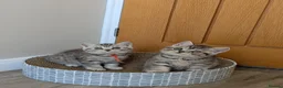 British Shorthair cats for sale: British Shorthair kittens in Derby - Advert 18