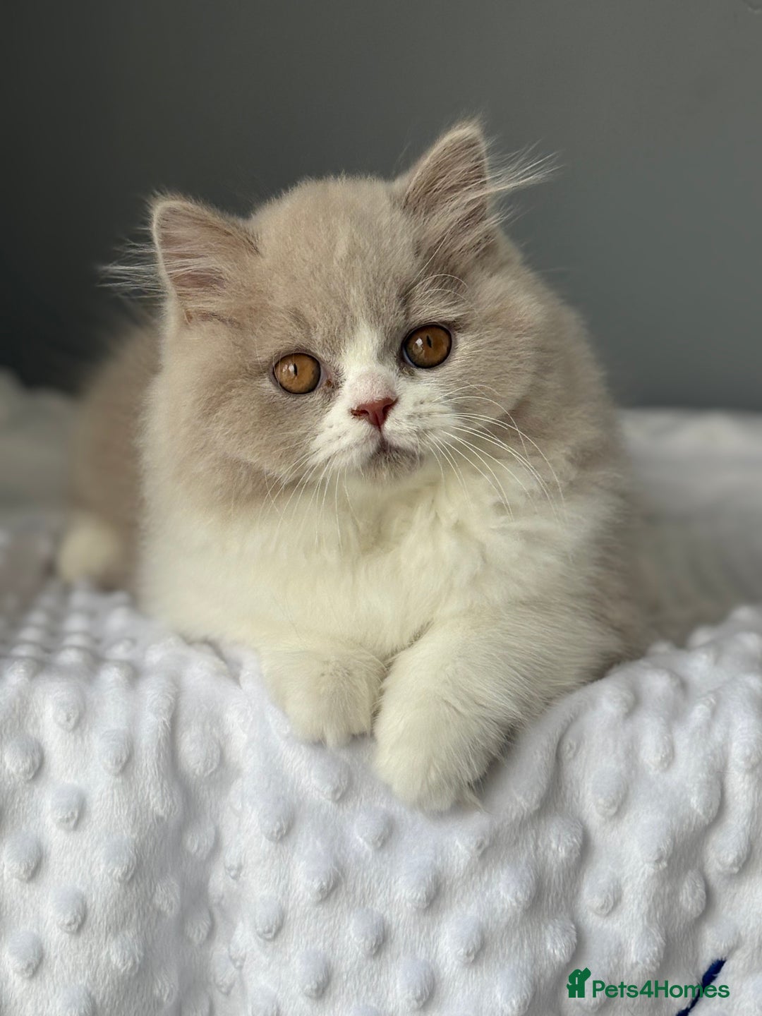 British Shorthair cats for sale: GGCF registered lilac bi kittens available  - Image 7