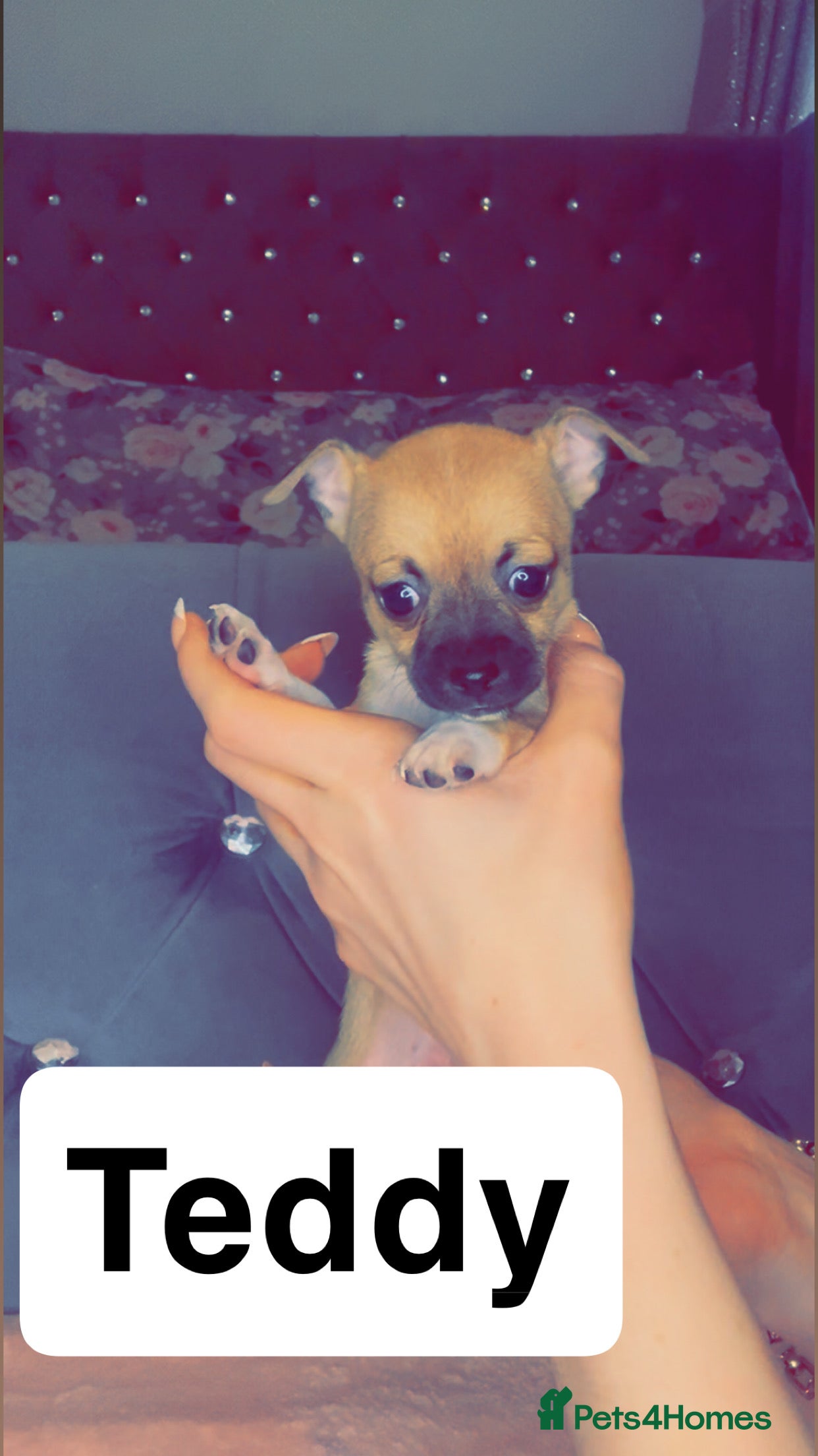 Mixed Breed dogs Chihuahua puppies  - Advert 12