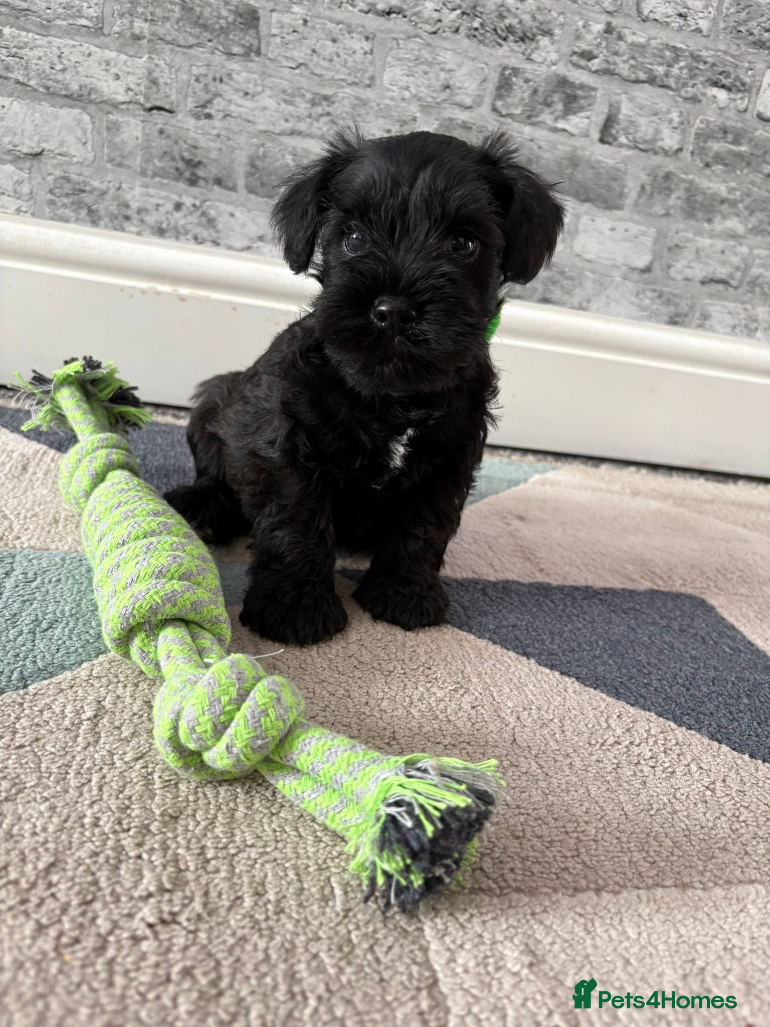Miniature Schnauzer dogs Beauiful miniature schnauzer puppies available  - Advert 14