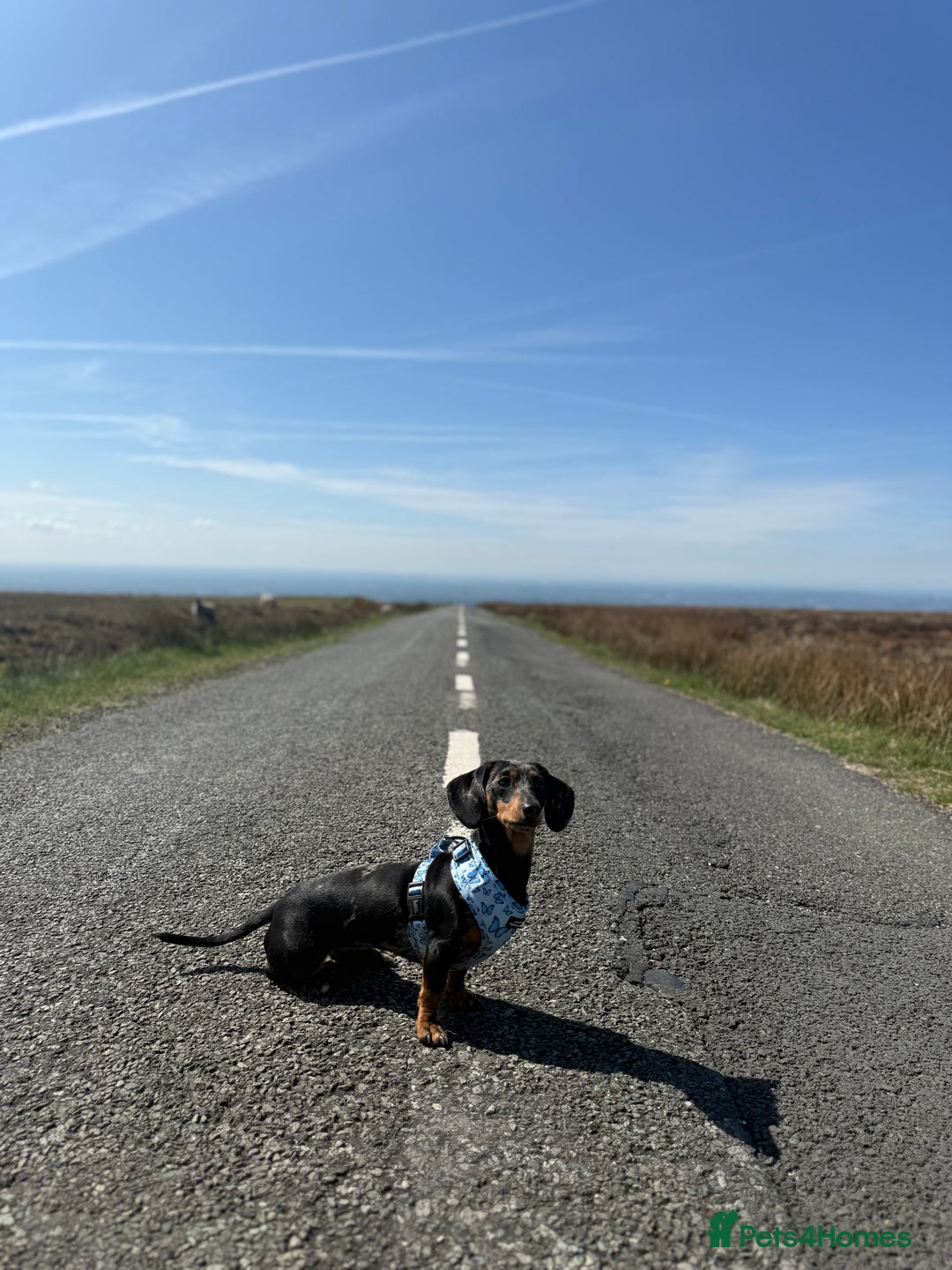 Miniature Dachshund dogs for sale: Miniature Dachshund - dapple  - Image 4