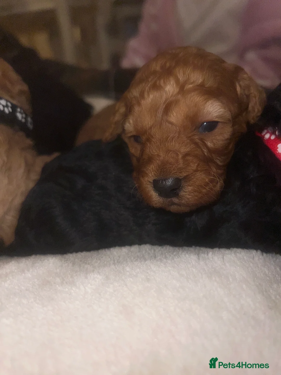 Poodle dogs for sale: 🐶🐶🐶TOY POODLES for sale🐶🐶🐶 - Advert 19