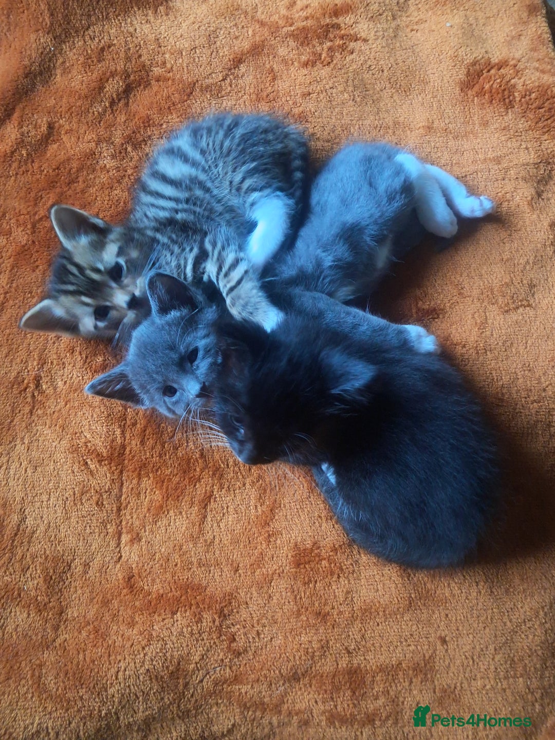 Mixed Breed cats for sale: 3 BEAUTIFUL KITTENS 😸 AVAILABLE STRAIGHT AWAY  - Advert 27