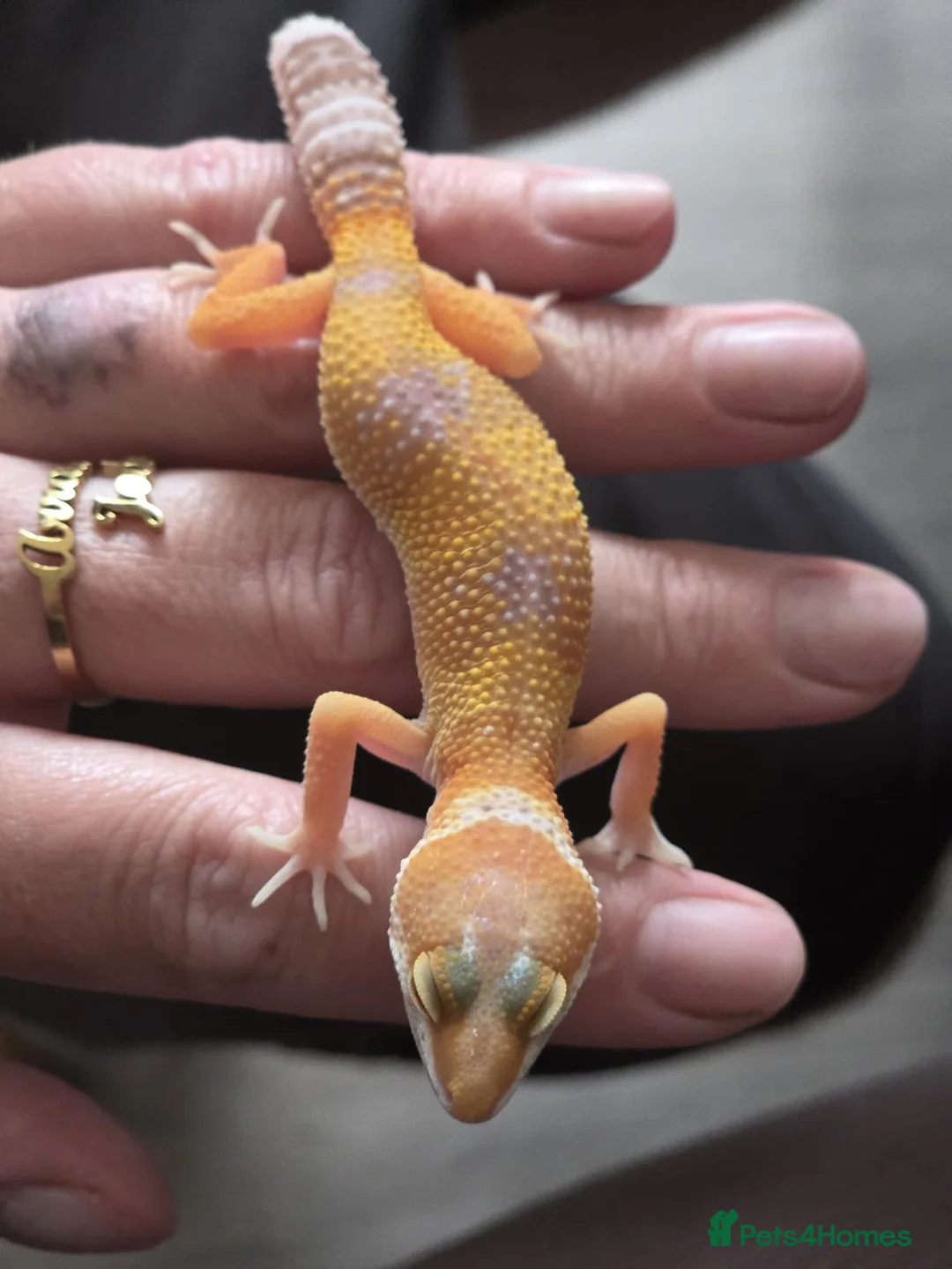 Leopard Gecko reptiles for sale: Various leopard geckos - Advert 18