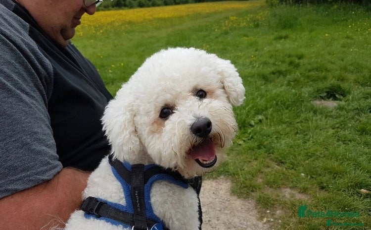 Bichon Frise dogs in Bournemouth - Advert 1