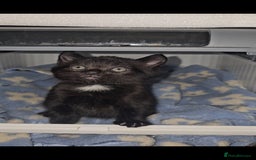 American Curl cats for sale: Amarican Curl Kitten  - Image 4