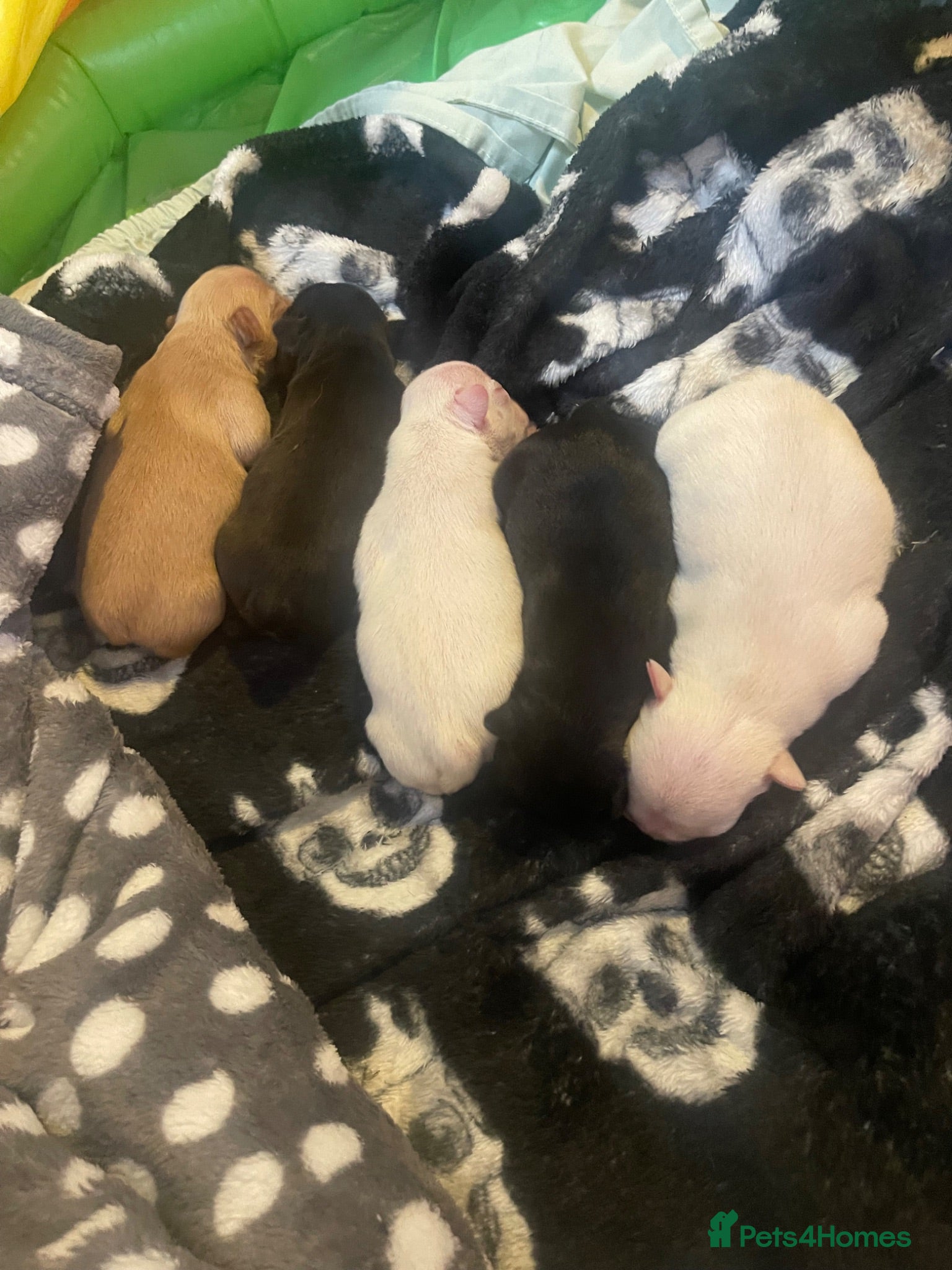 French Bulldog dogs KC REG AND FULL PEDIGREE  - Advert 2
